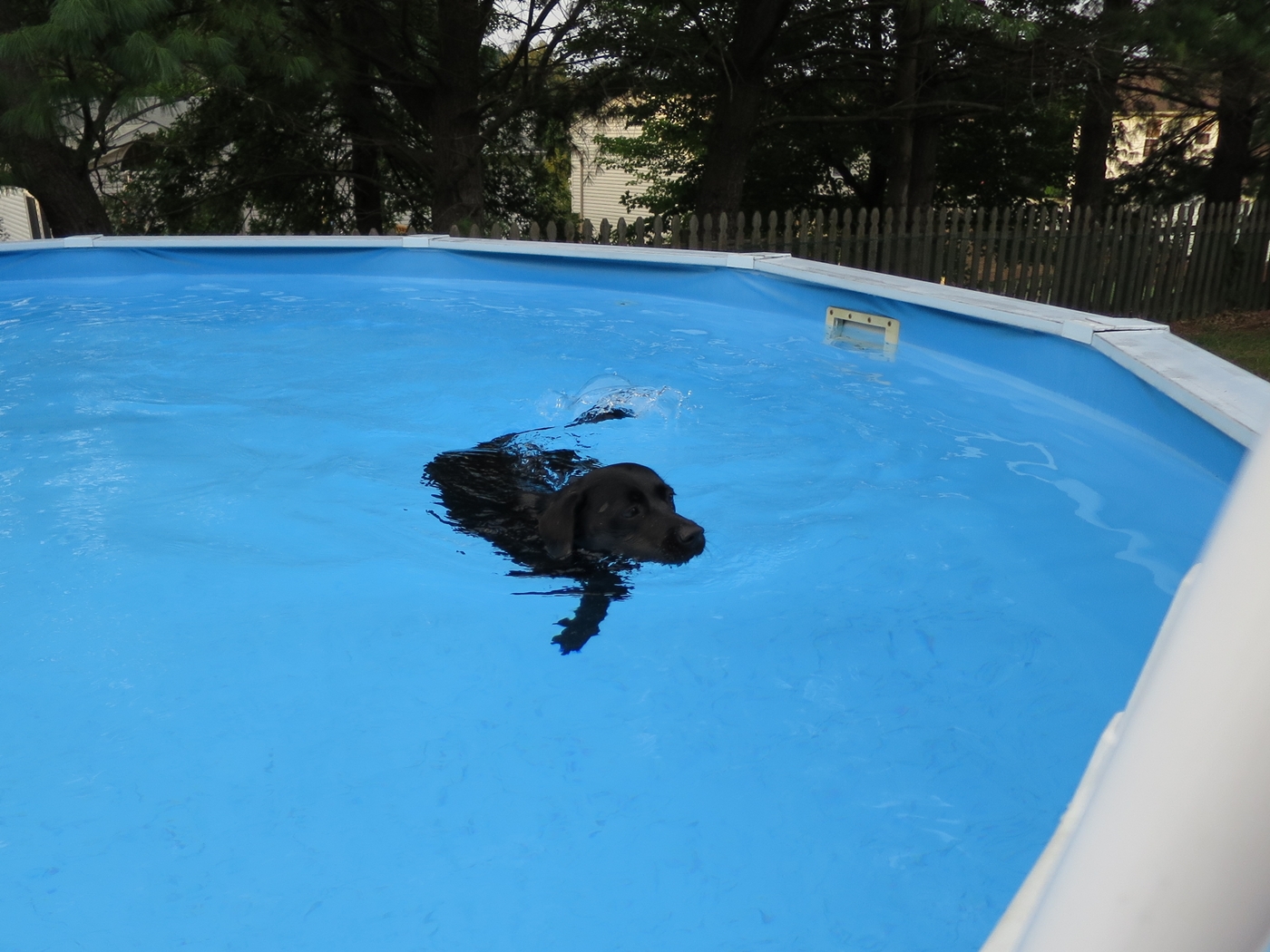 teaching-dog-to-swim08