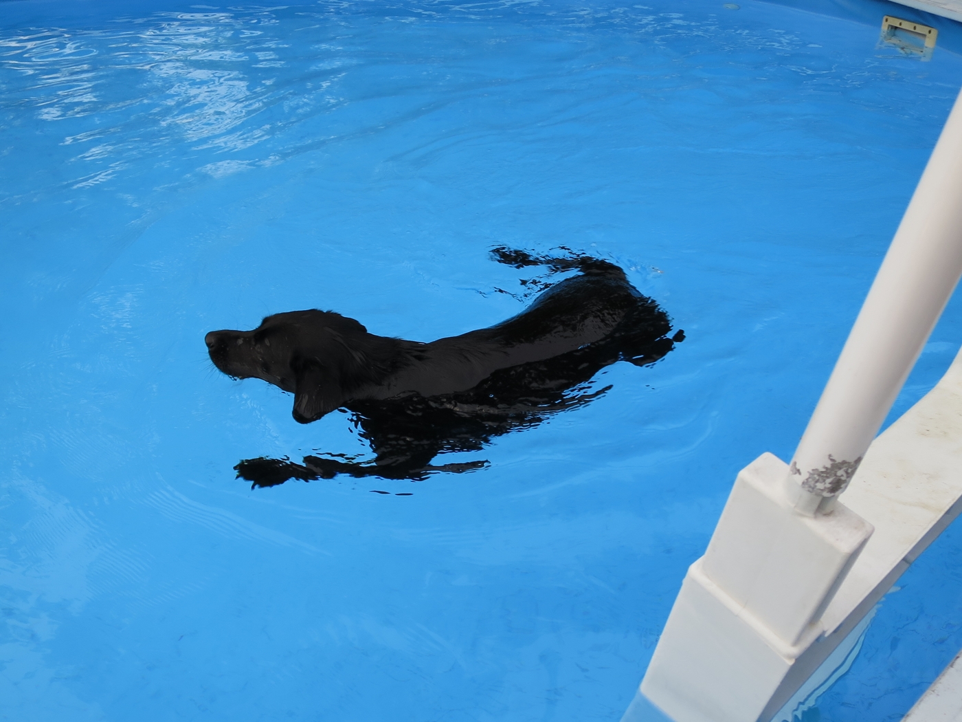 teaching-dog-to-swim10