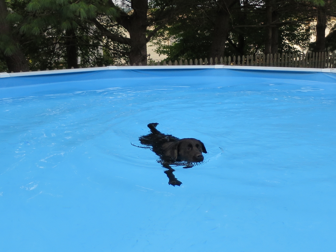 teaching-dog-to-swim16