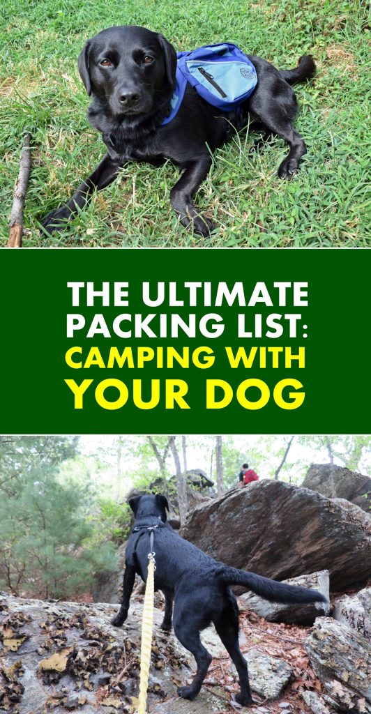camping-with-dog